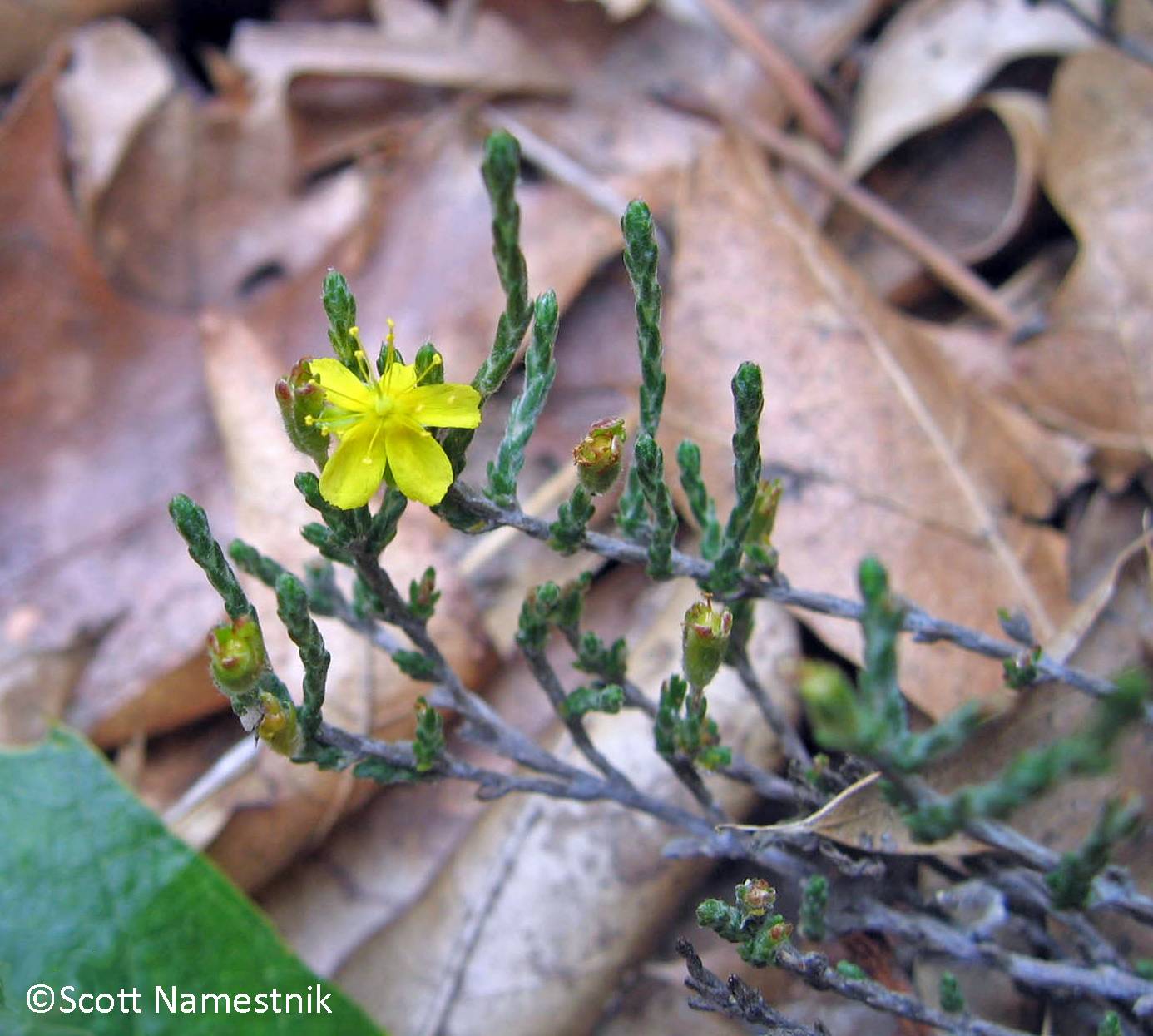 Hudsonia tomentosa image