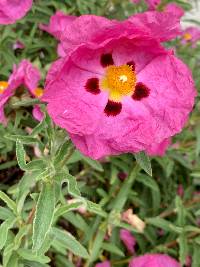 Cistus purpureus image