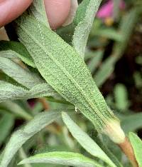 Cistus purpureus image