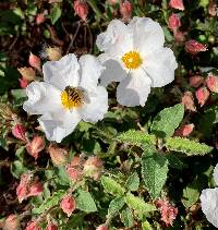 Image of Cistus salviifolius