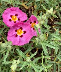 Image of Cistus purpureus