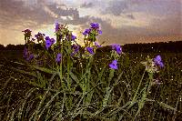 Tradescantia ohiensis image