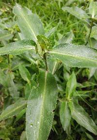 Commelina virginica image