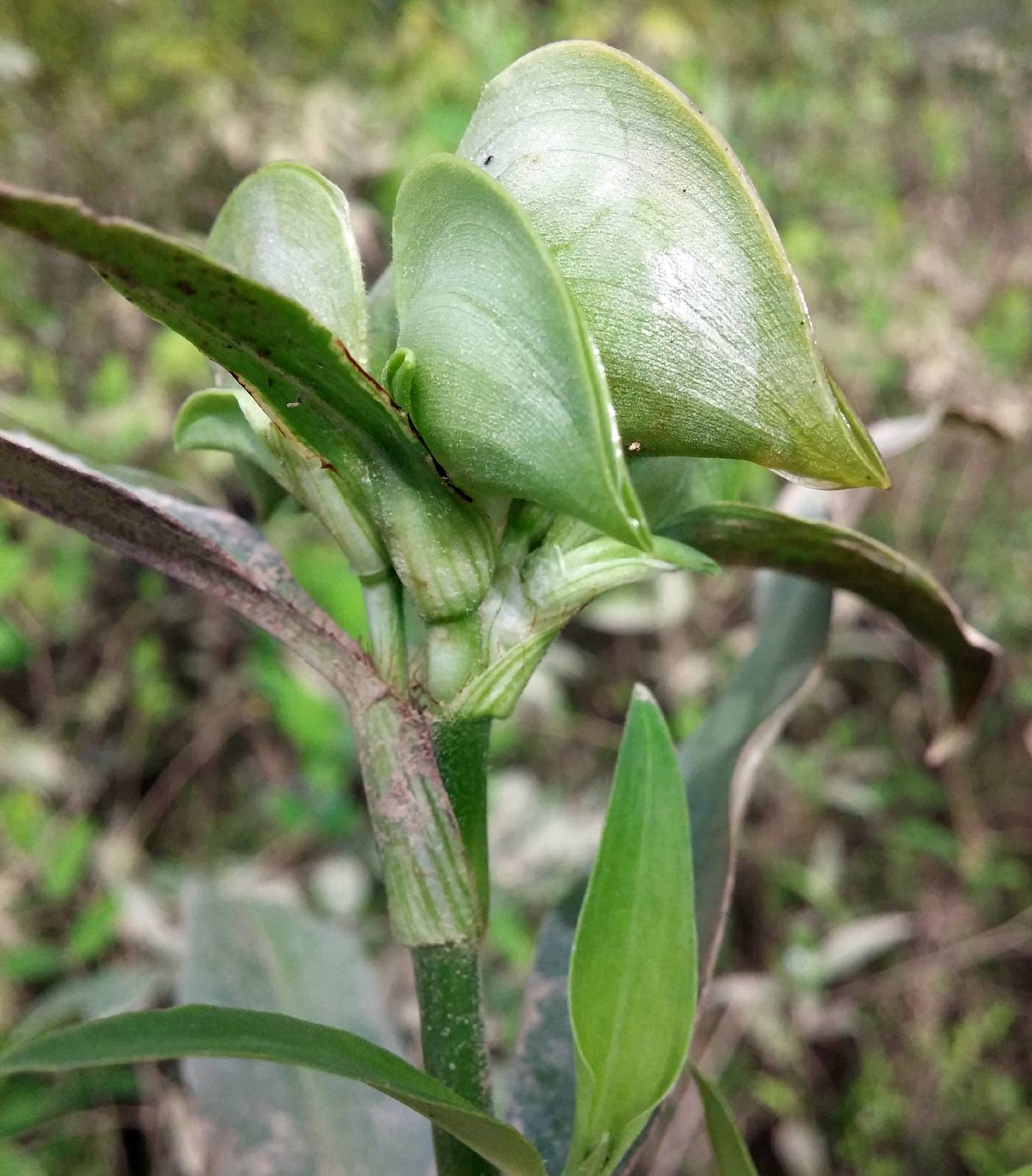 Commelina virginica image