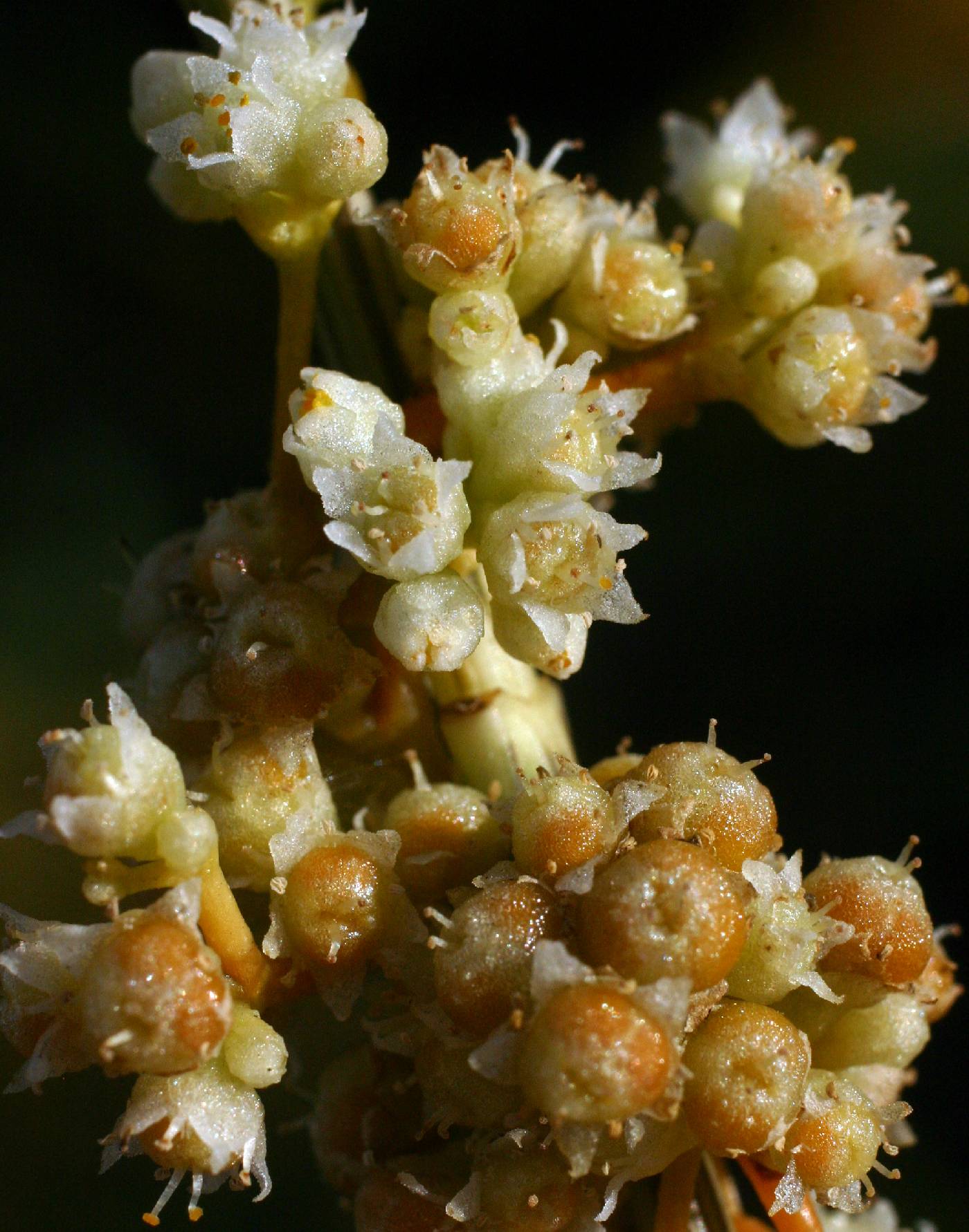 Cuscuta gronovii var. gronovii image