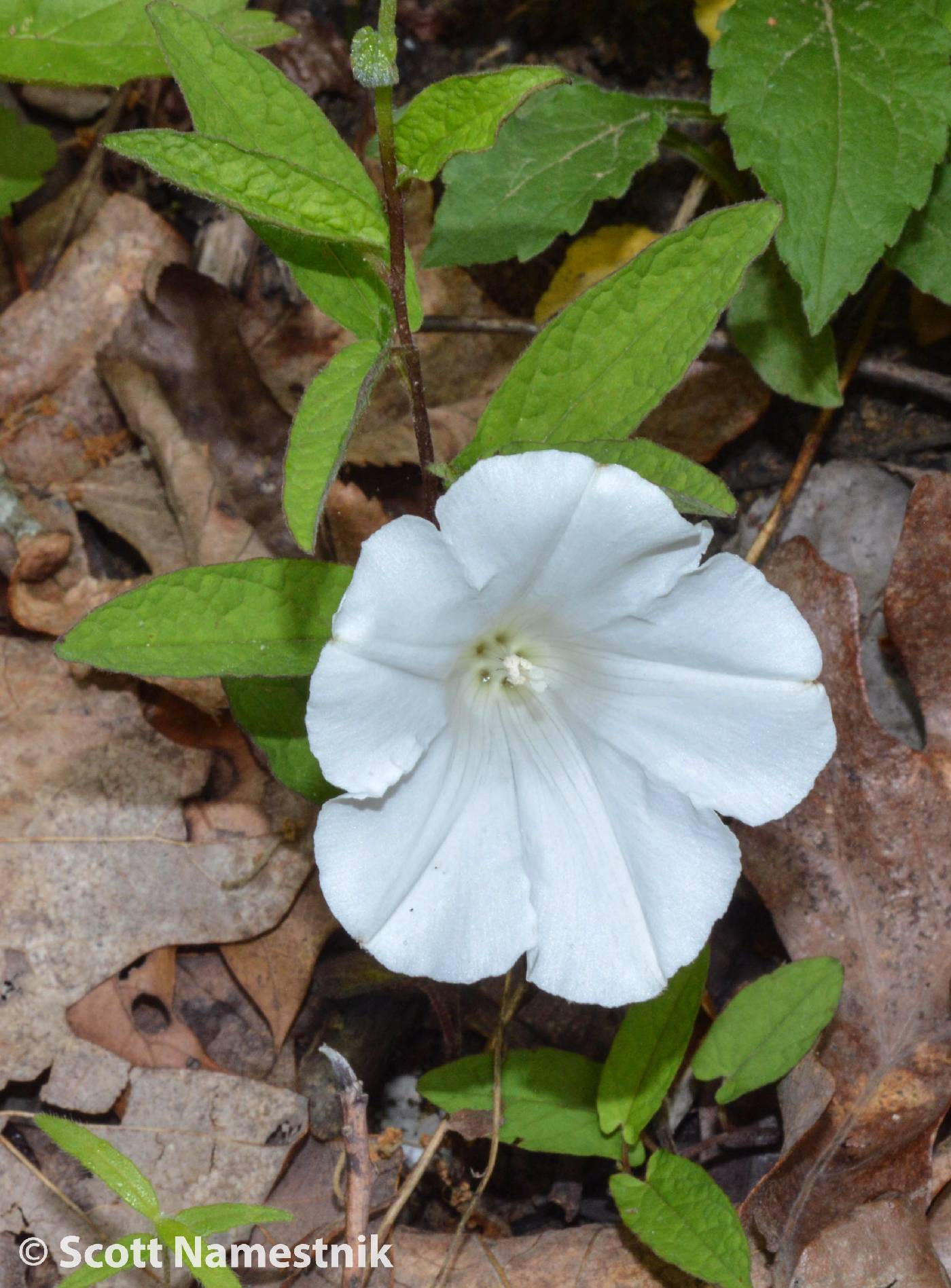 Calystegia spithamaea image