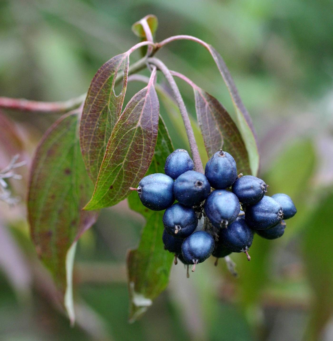 Cornus obliqua image