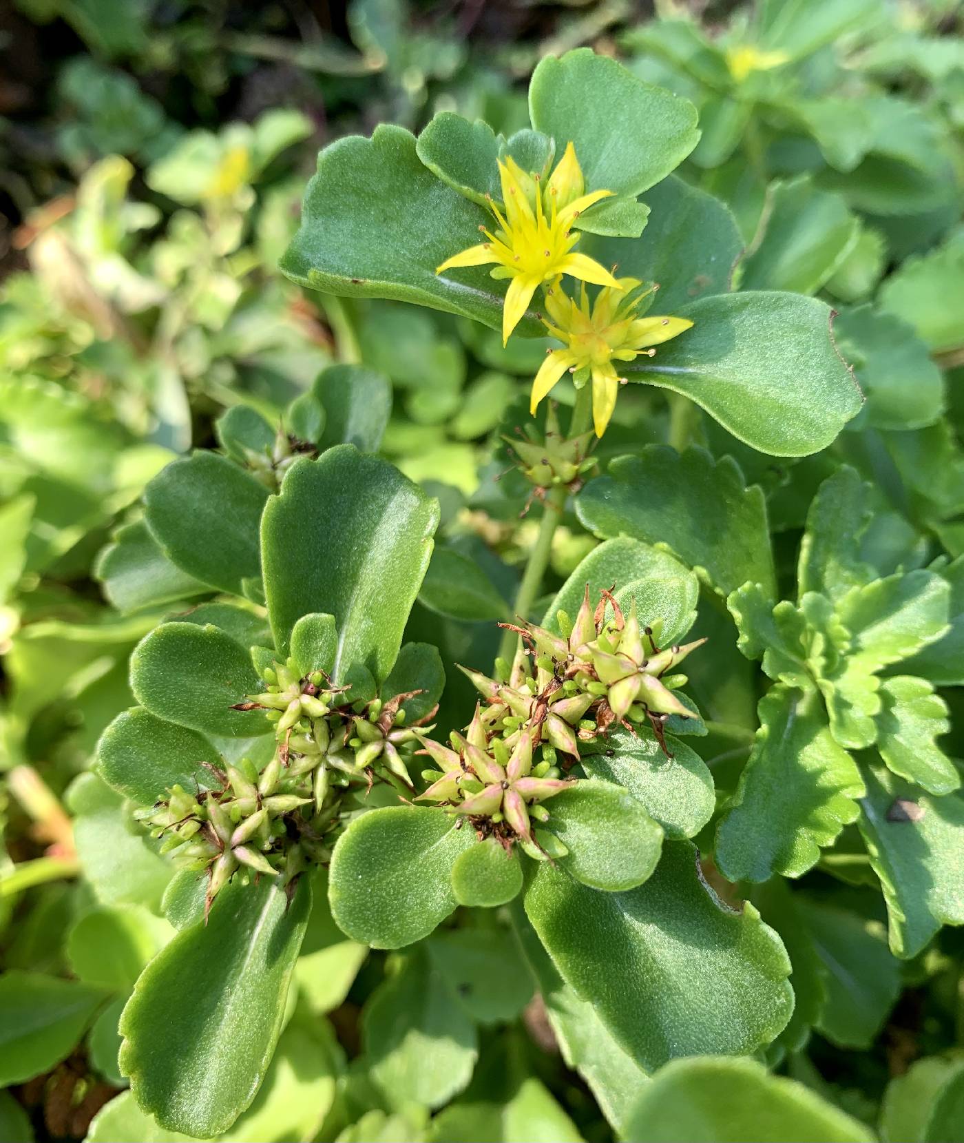 Sedum kamtschaticum image