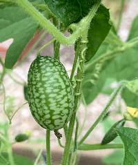 Melothria scabra image