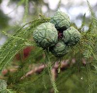 Taxodium distichum image