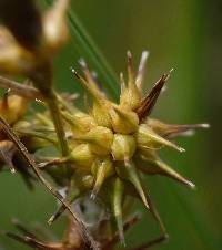 Image of Carex viridistellata