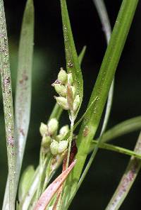 Image of Carex abscondita