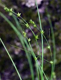 Image of Carex appalachica