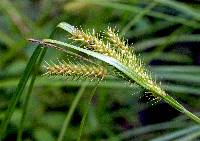 Image of Carex baileyi