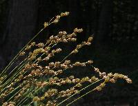 Carex shinnersii image