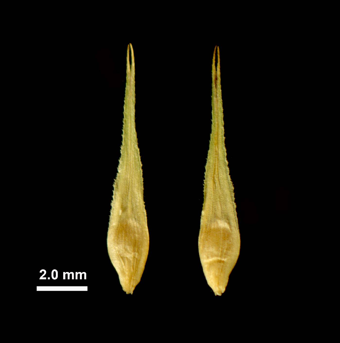 Carex sychnocephala image