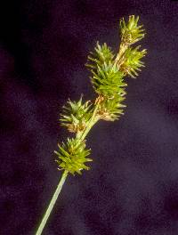Image of Carex normalis