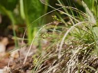Image of Carex albicans