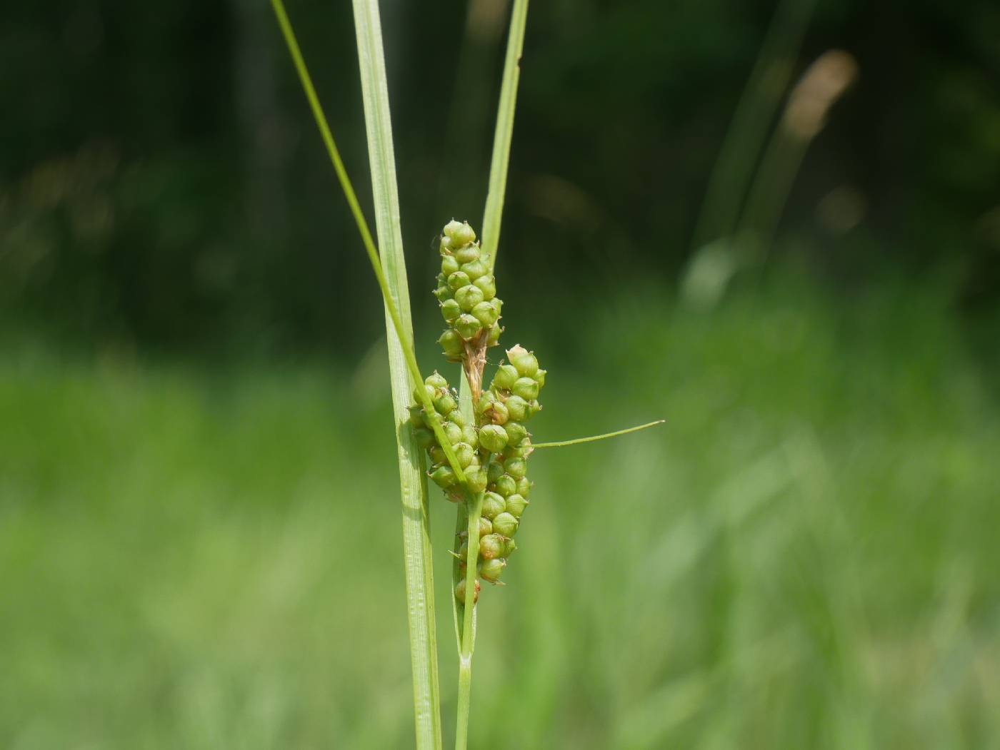 Carex caroliniana image