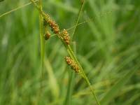 Carex caroliniana image