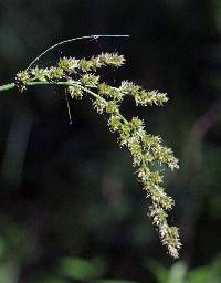 Image of Carex decomposita