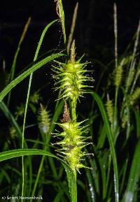 Image of Carex gigantea