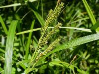 Image of Carex scabrata