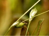 Carex billingsii image