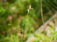 Image of Carex tenuiflora