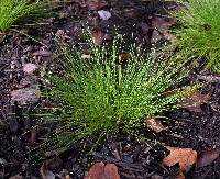 Image of Isolepis cernua
