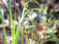 Image of Carex nigromarginata