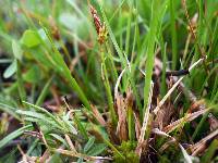 Image of Carex microrhyncha