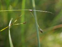 Carex billingsii image