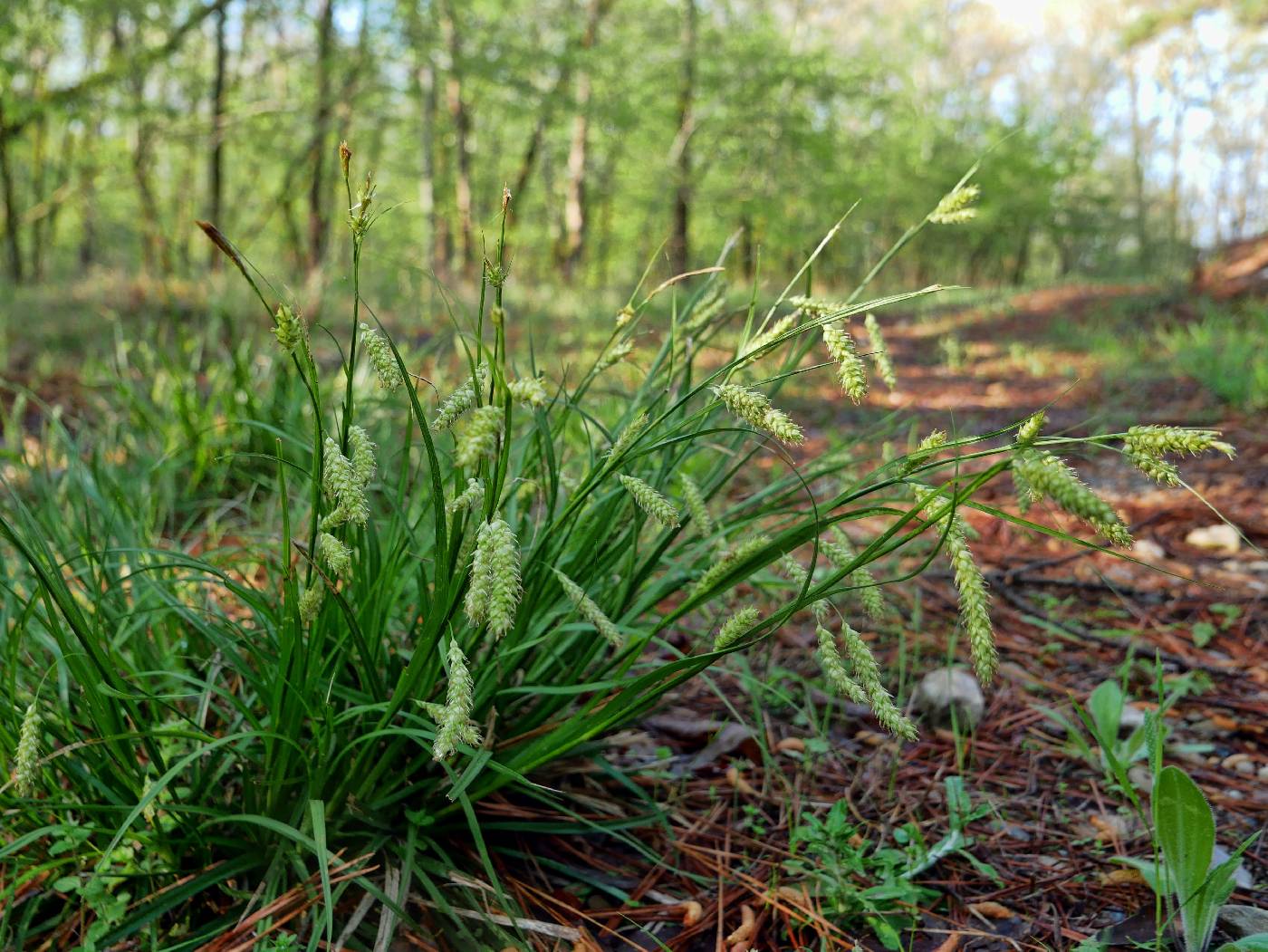 Carex cherokeensis image