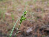 Image of Carex complanata
