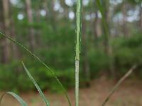 Carex complanata image