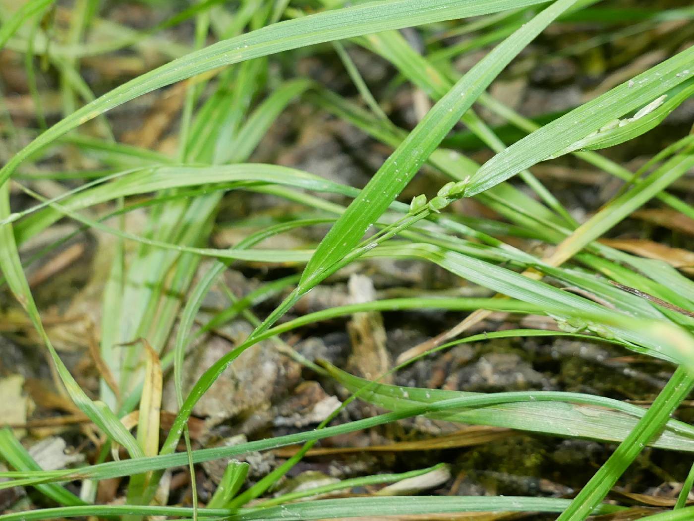 Carex laxiculmis var. copulata image