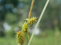 Image of Carex cryptolepis