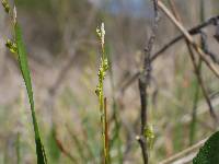 Image of Carex eburnea