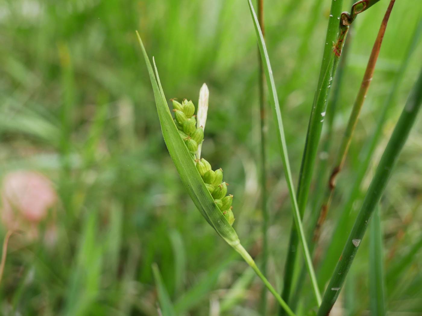 Carex glaucodea image