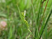 Image of Carex glaucodea