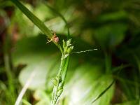 Image of Carex grisea