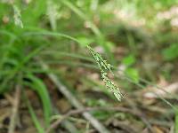 Image of Carex hirtifolia