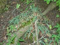 Image of Carex laxiculmis