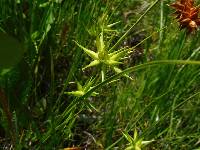 Image of Carex michauxiana