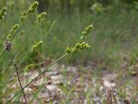 Carex muehlenbergii image