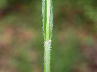 Carex oxylepis image