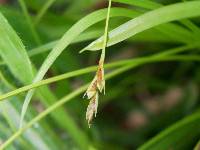 Image of Carex pedunculata