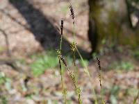 Image of Carex plantaginea