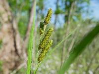 Image of Carex shortiana